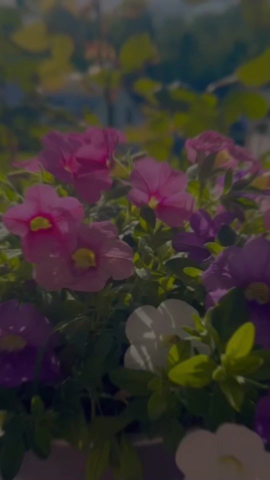 TikTok video thumbnail by bnt.syrien0