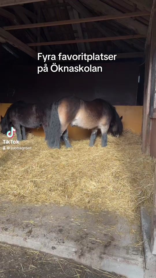TikTok video thumbnail by jobbagront