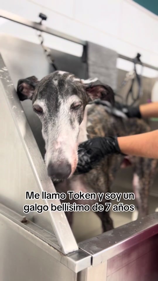TikTok video thumbnail by lapetitepelu