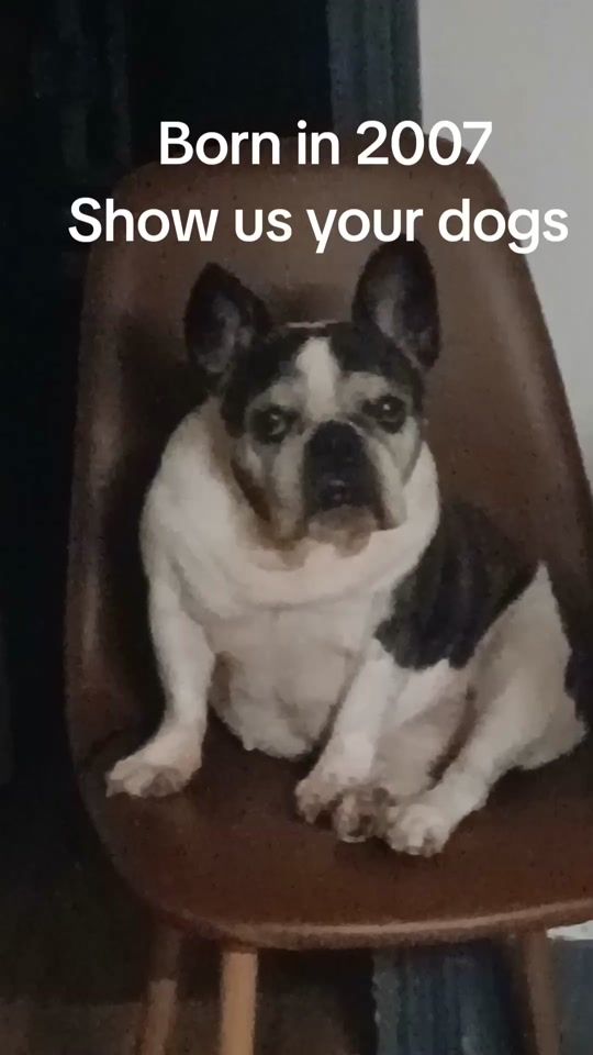 TikTok video thumbnail by oldest.frenchie