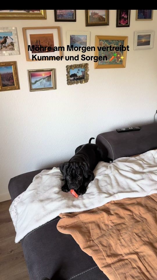 TikTok video thumbnail by cali_cane_corso