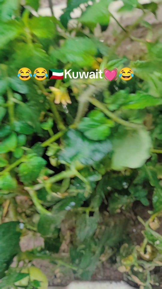 TikTok video thumbnail by ambreenriaz706