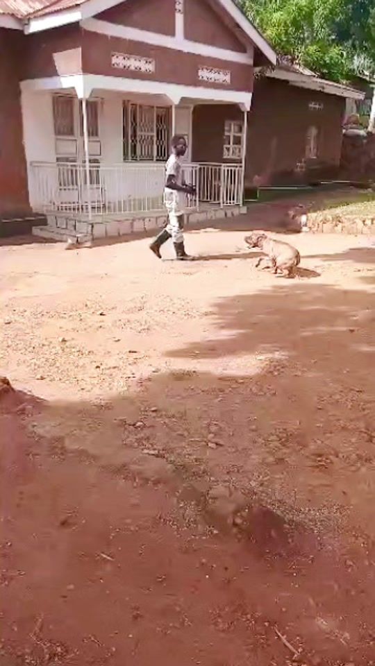 TikTok video thumbnail by raskennels