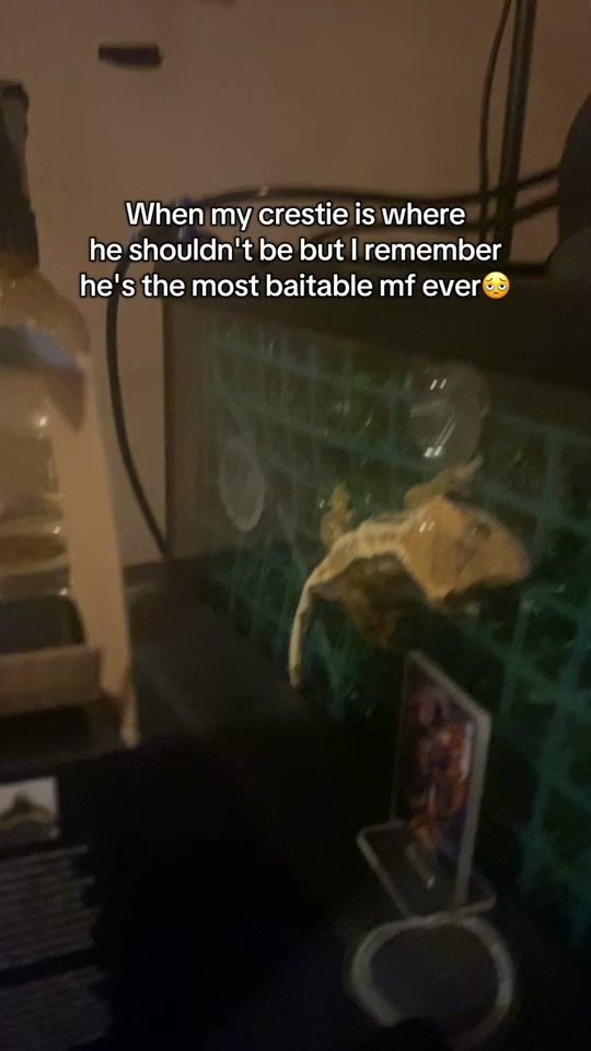 TikTok video thumbnail by lixxzard