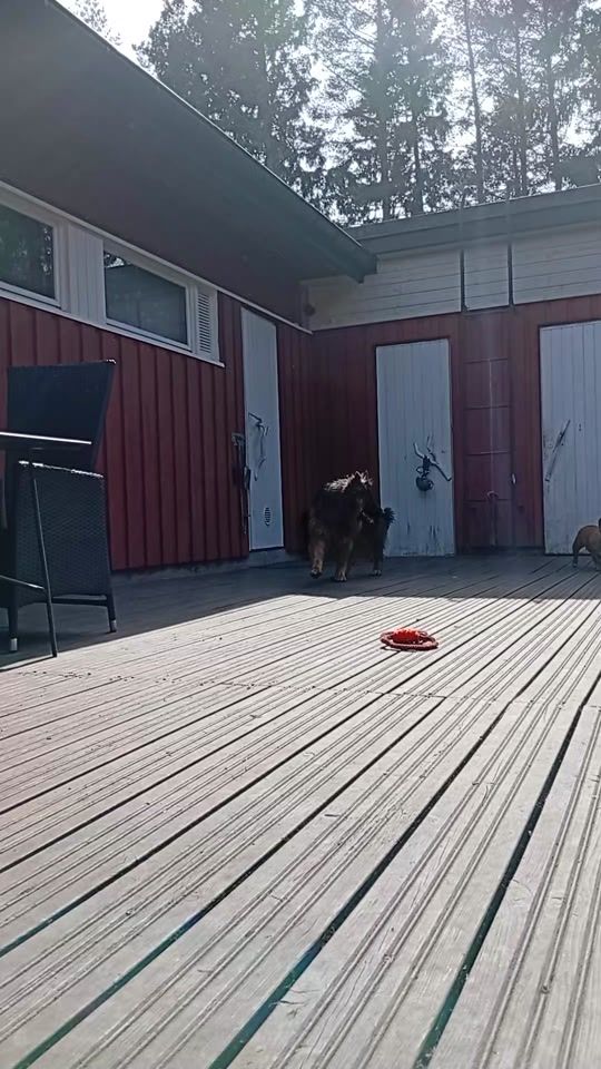 TikTok video thumbnail by findogs_13