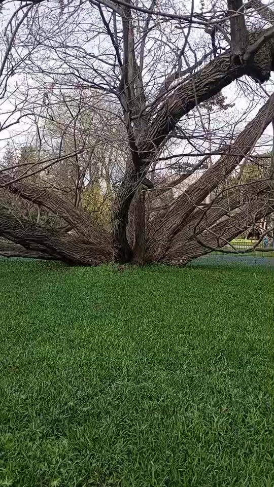 TikTok video thumbnail by sommer.037