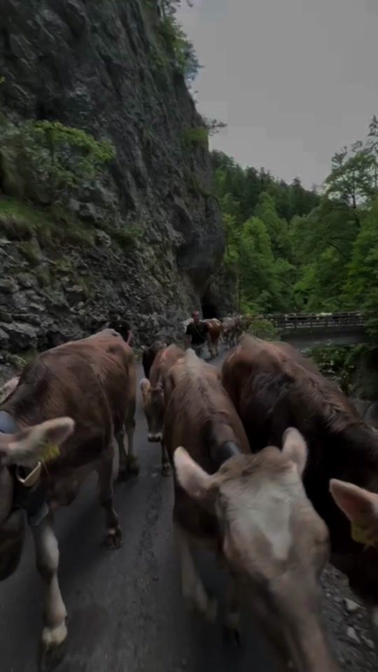 TikTok video thumbnail by julius_mag_traktoren