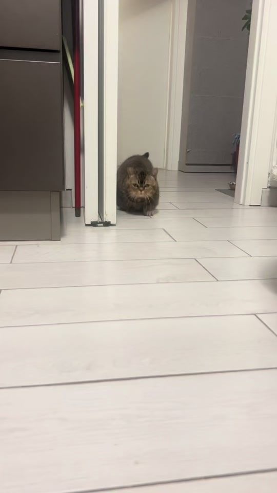TikTok video thumbnail by munchkin.italia