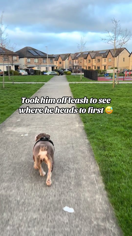 TikTok video thumbnail by brunothemeatloaf