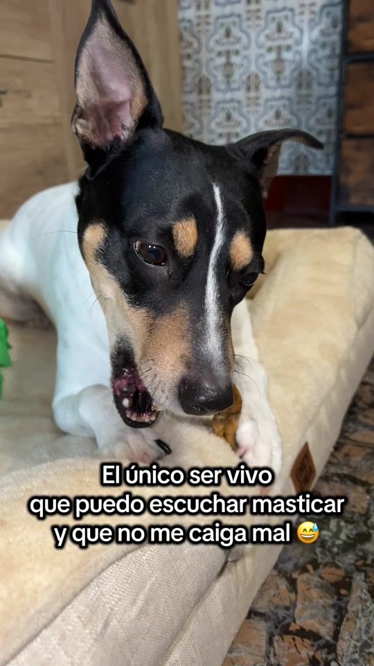 TikTok video thumbnail by ginnybodeguera
