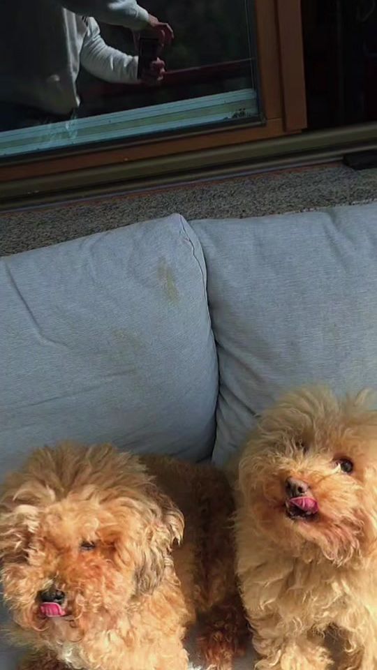 TikTok video thumbnail by wildlife.doodles