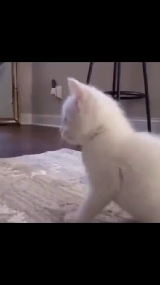 TikTok video thumbnail by thecatlaroi