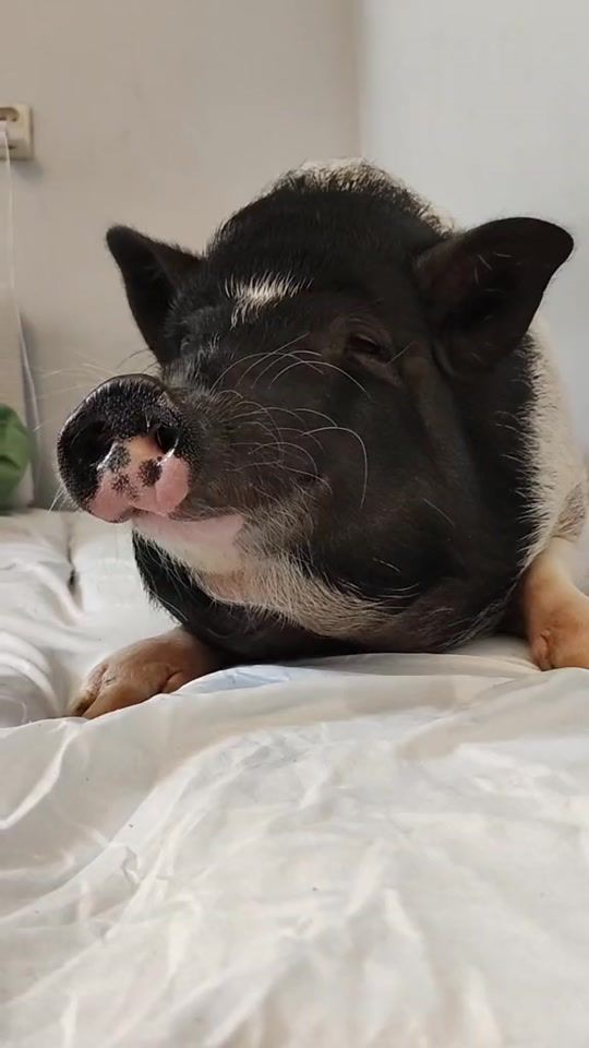 TikTok video thumbnail by precelthepig