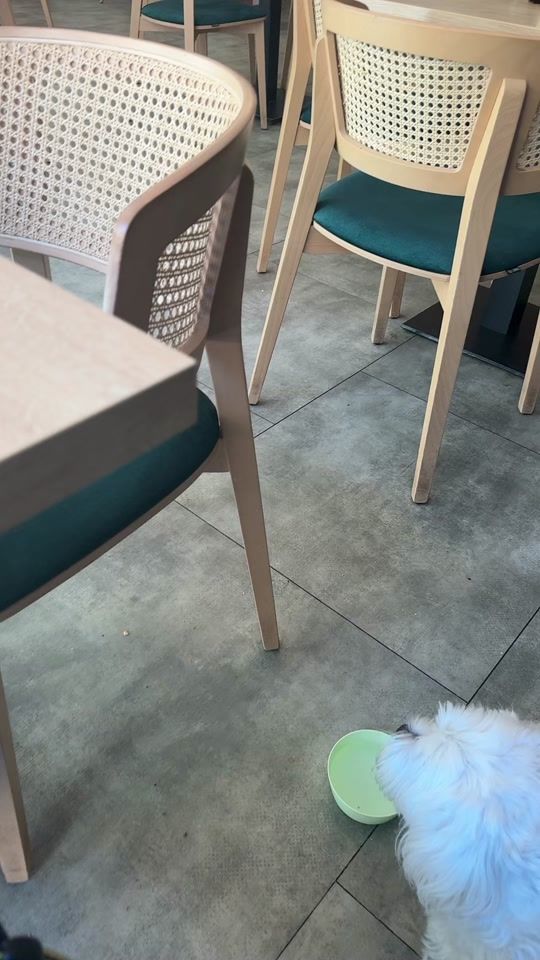 TikTok video thumbnail by alexandra.stroescu