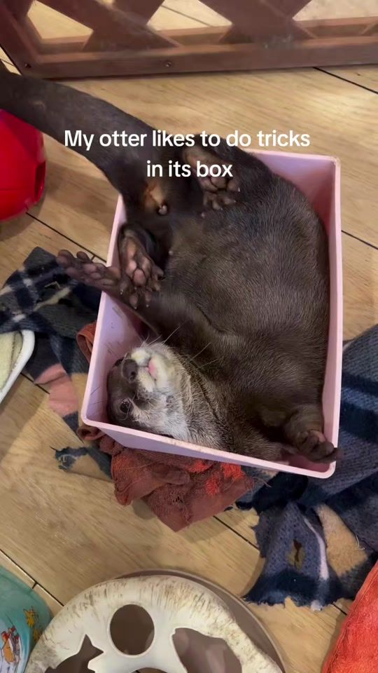 TikTok video thumbnail by otterparadise
