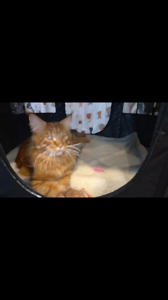 TikTok video thumbnail by bigmainsmainecoon
