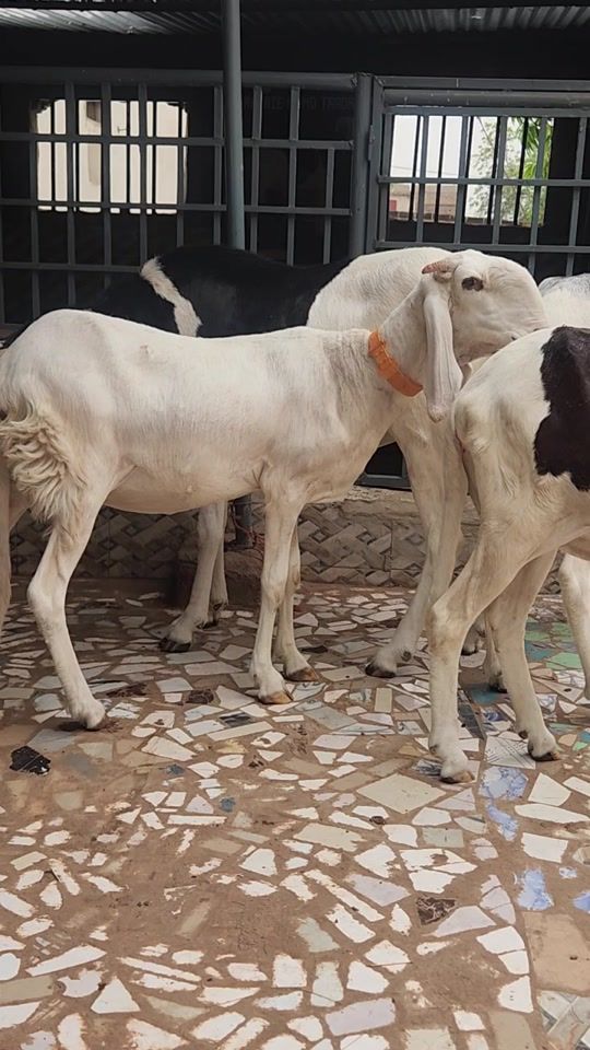 TikTok video thumbnail by mohamedtraore1360