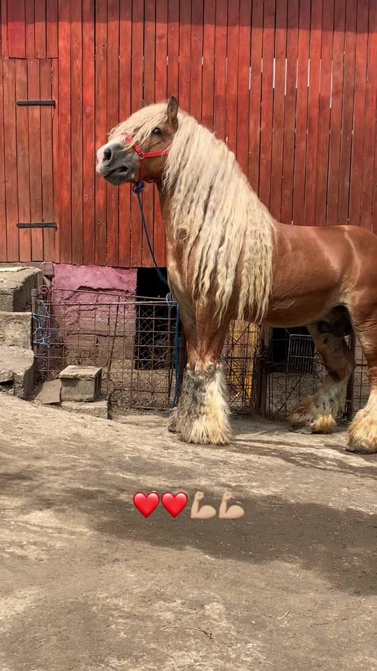 TikTok video thumbnail by alle.florin.22
