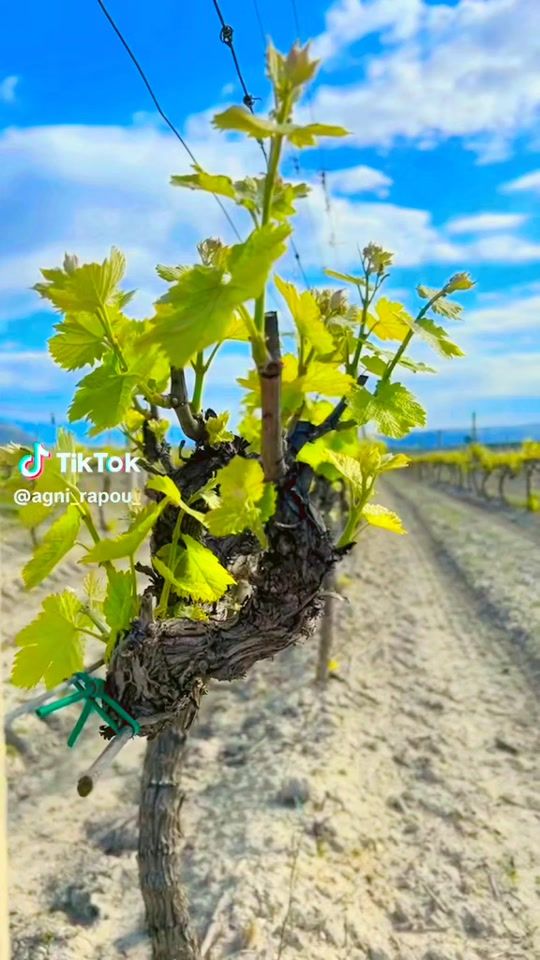 TikTok video thumbnail by dimitrisveros_