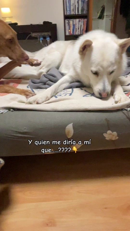 TikTok video thumbnail by peluchonamarley