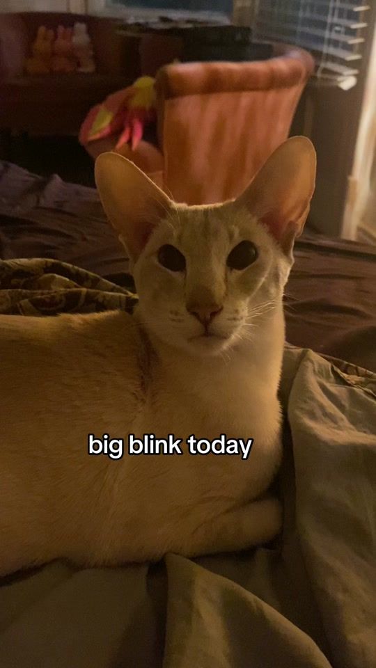 TikTok video thumbnail by ivy.alien