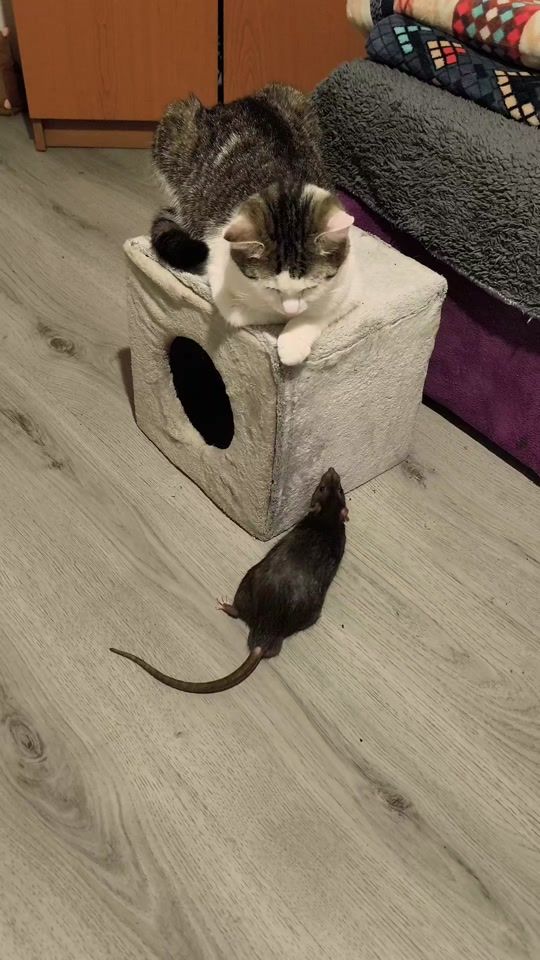TikTok video thumbnail by catmouseax