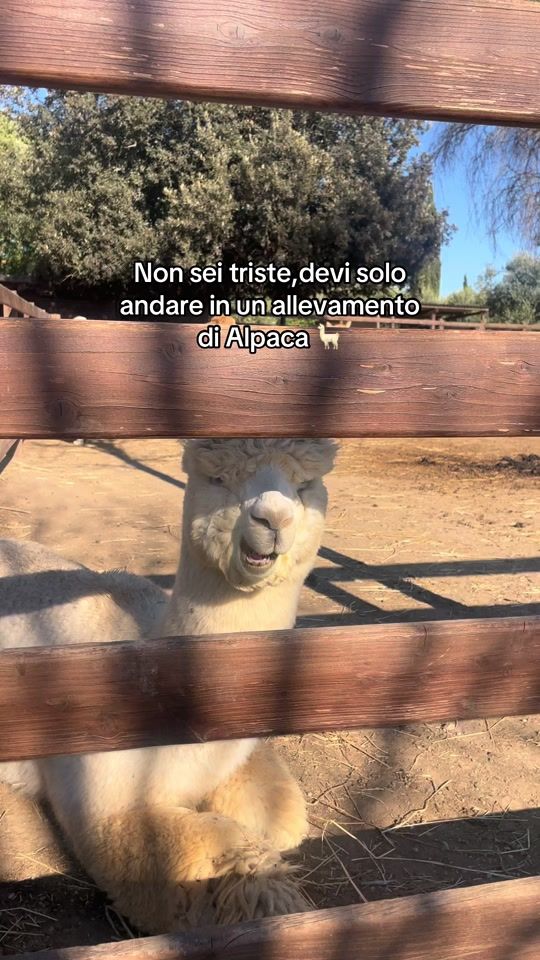 TikTok video thumbnail by holylucrezia