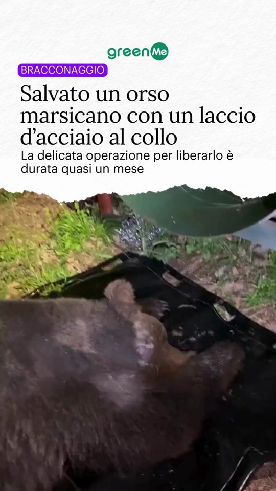 TikTok video thumbnail by greenme_it