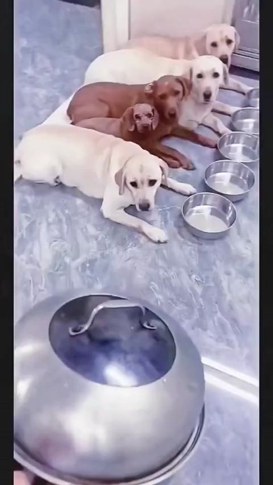 TikTok video thumbnail by vyhong777