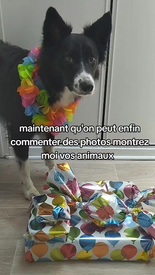 TikTok video thumbnail by raziel.le.border