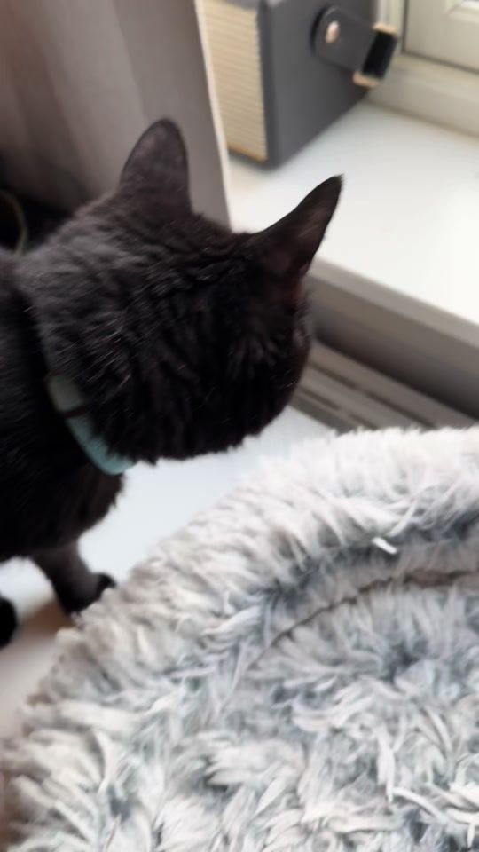 TikTok video thumbnail by miffipiffy