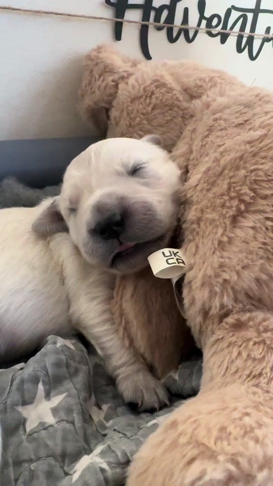 TikTok video thumbnail by dogmom.dk