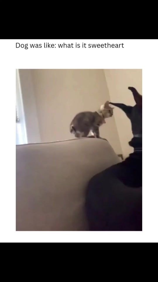 TikTok video thumbnail by funny.fails.laughing