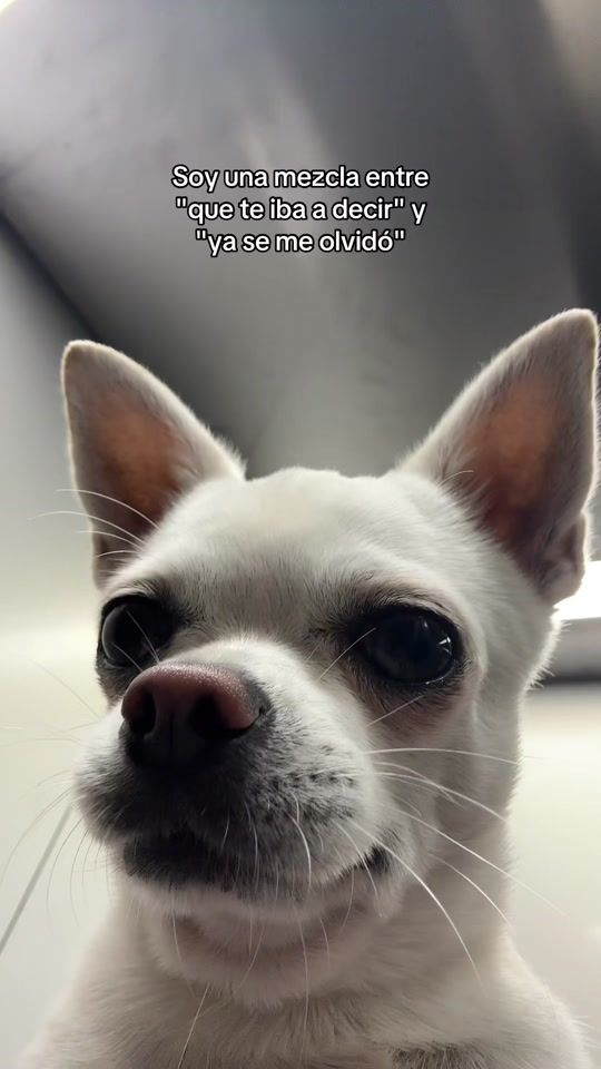 TikTok video thumbnail by stewie.ls