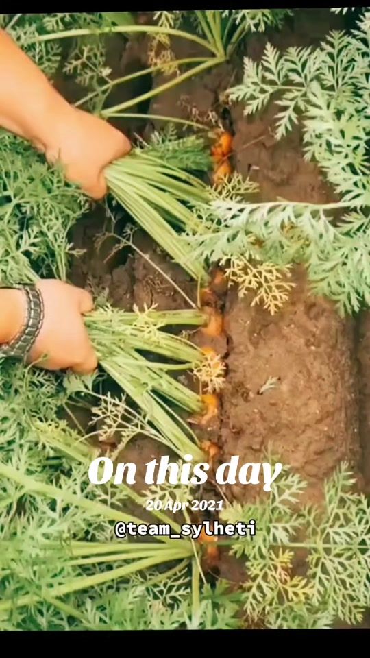 TikTok video thumbnail by team_sylheti