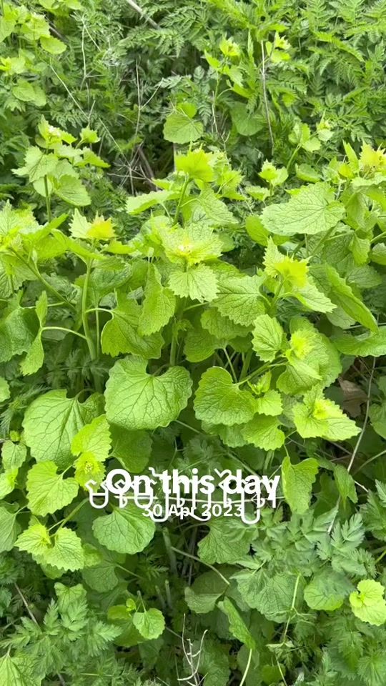 TikTok video thumbnail by user67360927sopheaith