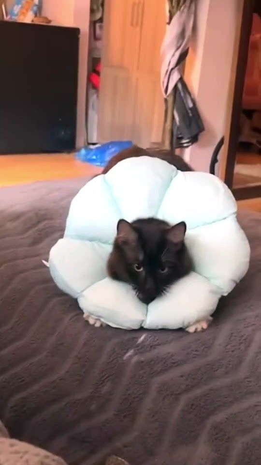 TikTok video thumbnail by archiveviral
