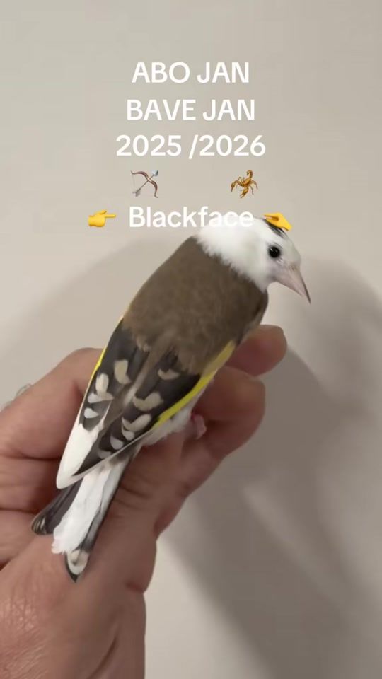 TikTok video thumbnail by khalafabojan