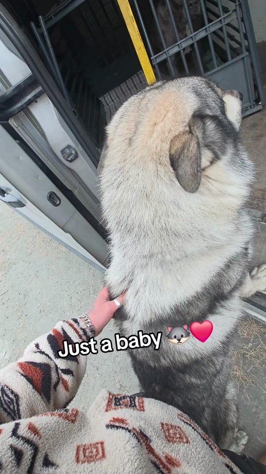 TikTok video thumbnail by jocke_corso_johansson