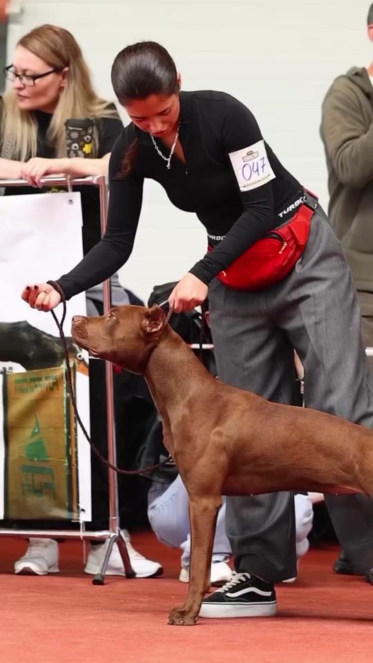TikTok video thumbnail by pitbull_apbt_lovers