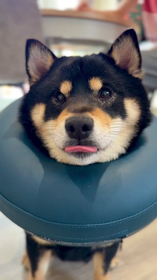 TikTok video thumbnail by eevee.bork