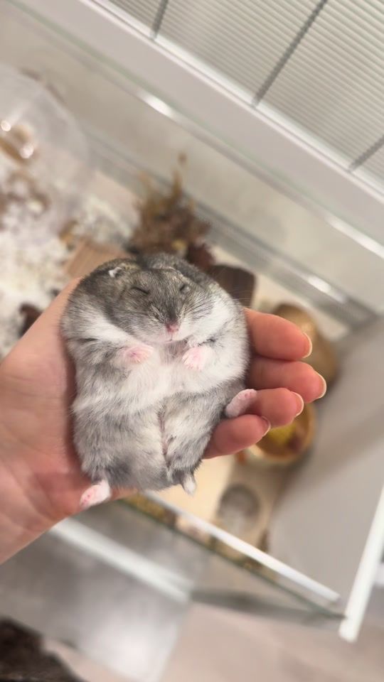 TikTok video thumbnail by dinothedwarf
