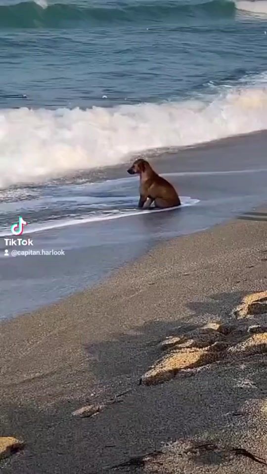 TikTok video thumbnail by capitan.harlook