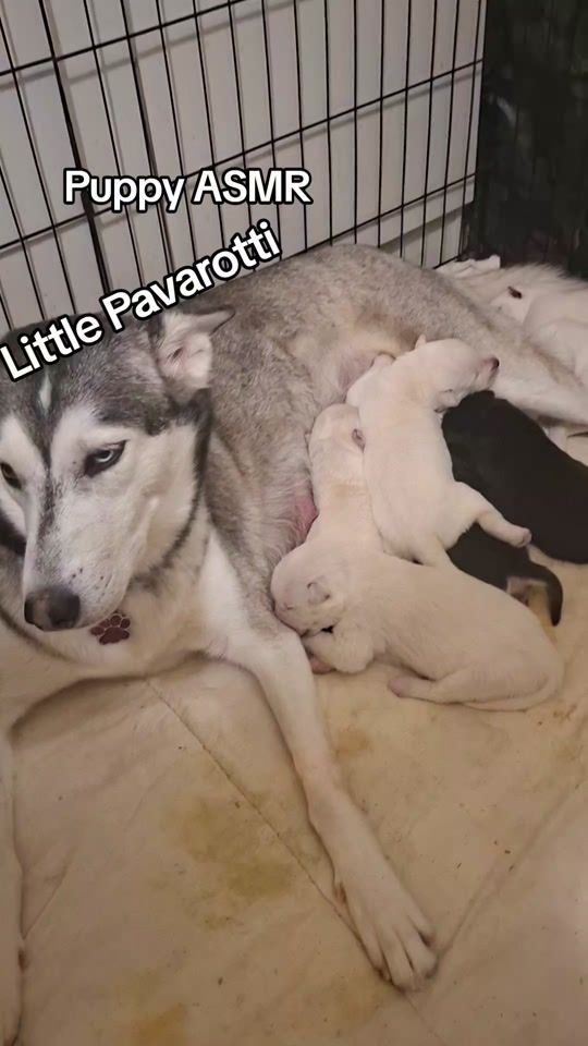 TikTok video thumbnail by mountainhuskyadventures