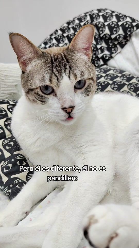 TikTok video thumbnail by sayapo_cats
