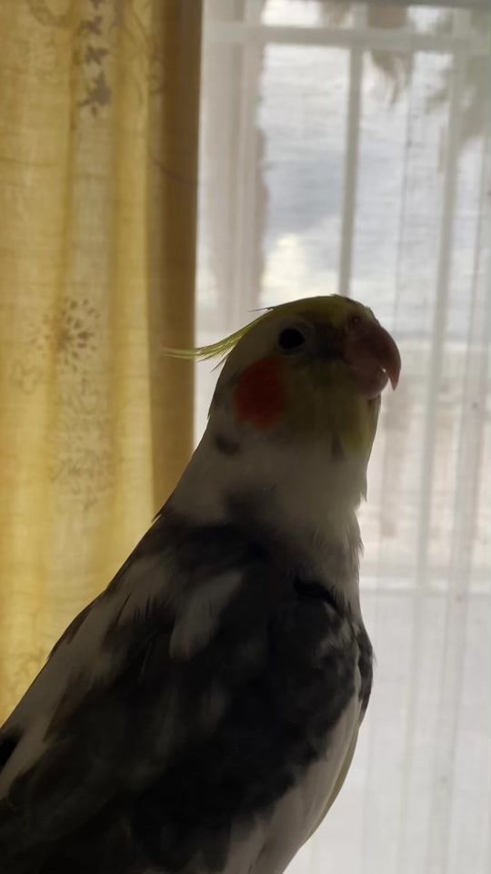TikTok video thumbnail by arturoninfa