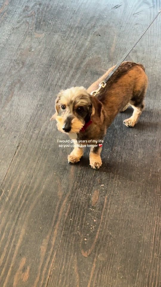 TikTok video thumbnail by loutindler