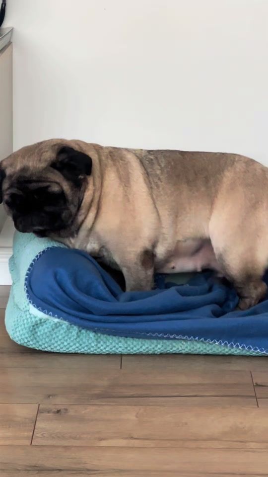 TikTok video thumbnail by pug_ipa