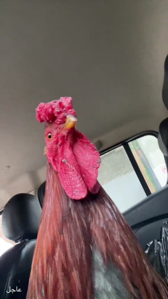 TikTok video thumbnail by richesserapide7