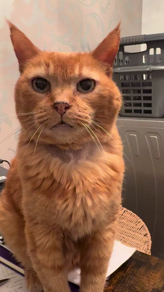 TikTok video thumbnail by gangstercatsofficial